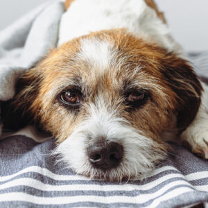 Der Hund als treuer Lebensbegleiter