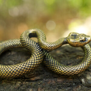 Feng Shui im Jahr der Holz-Schlange
